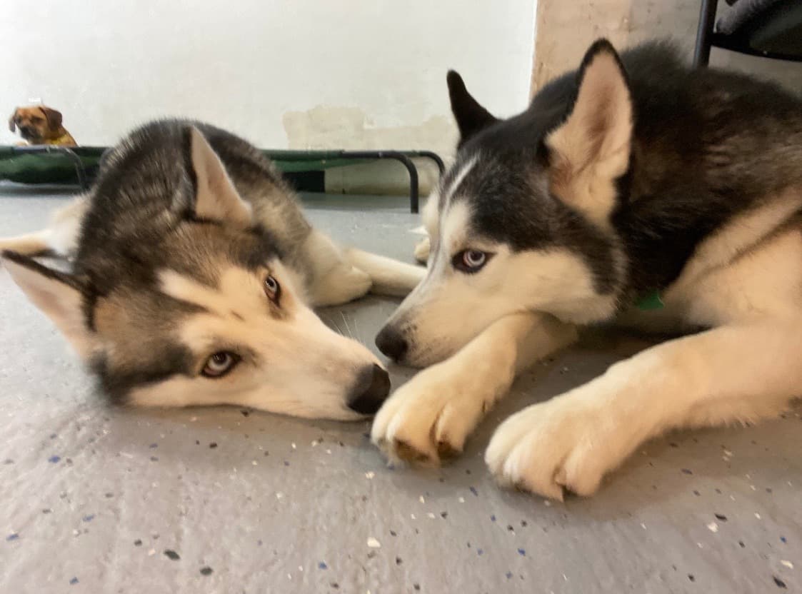 Dogs playing at Paws in Paradise daycare