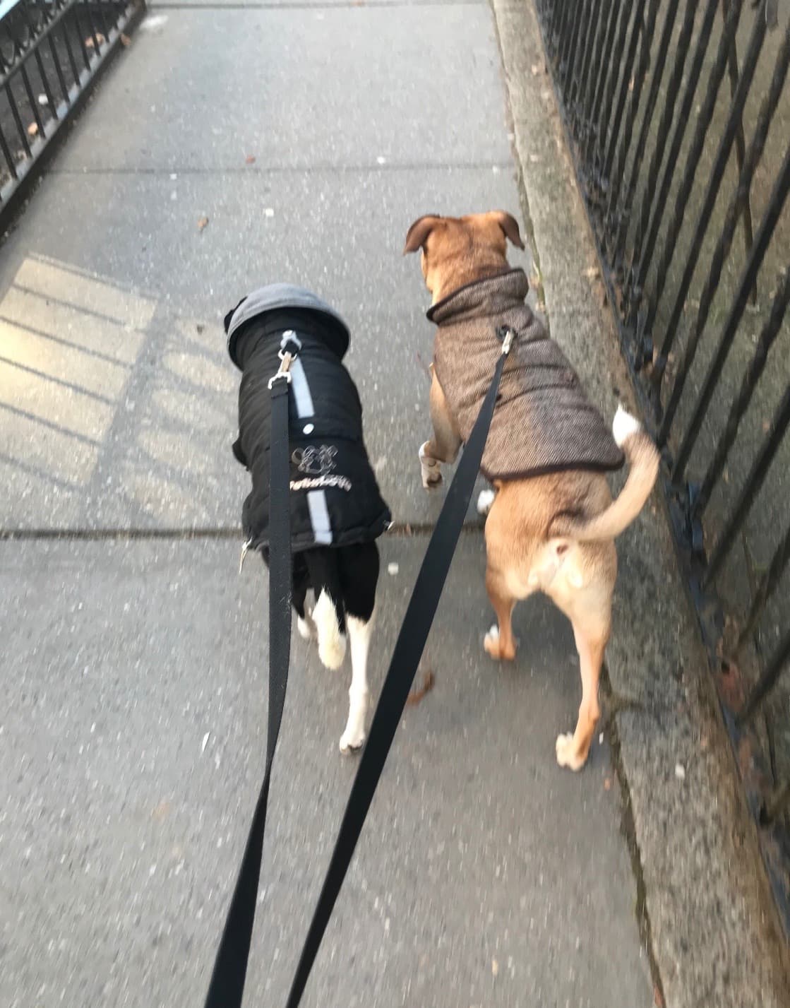 Dog on a walk with Paws in Paradise staff