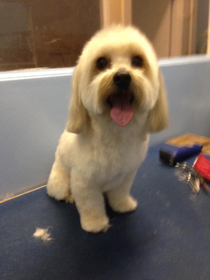 Freshly groomed dog