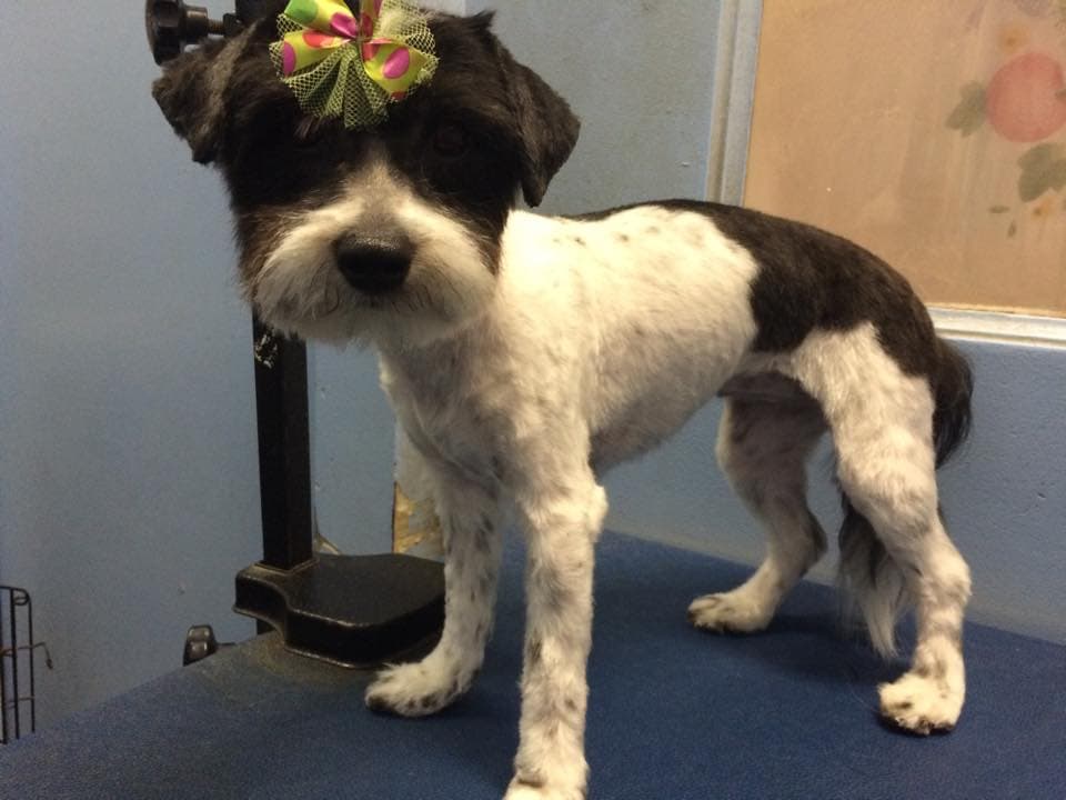 Freshly groomed dog at Paws in Paradise