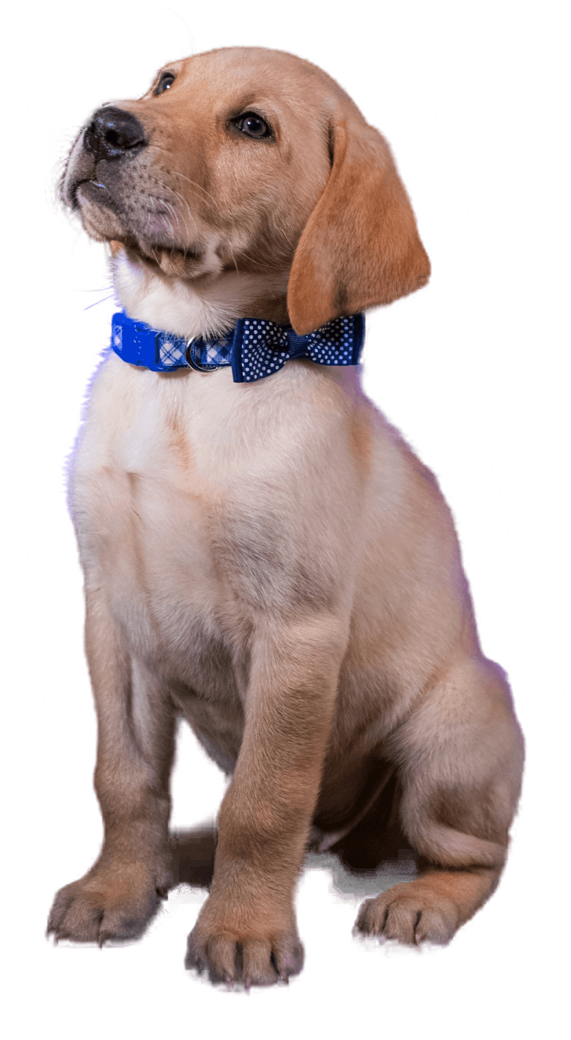 A happy puppy wearing a bow tie