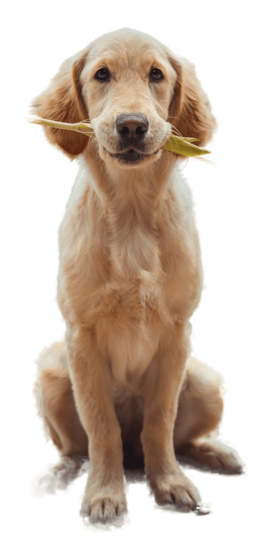 A cheerful dog holding a flower
