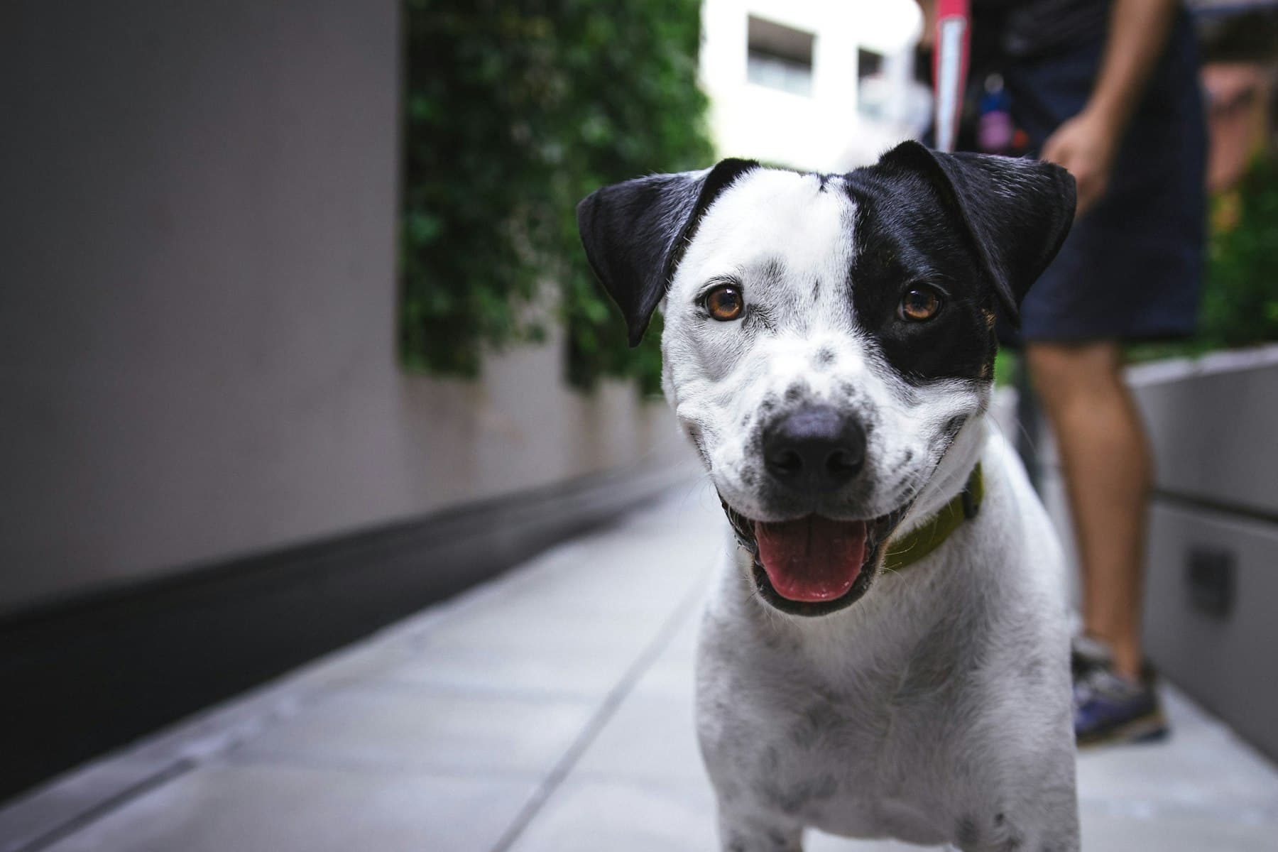 A happy dog out on a walk in the neighborhood