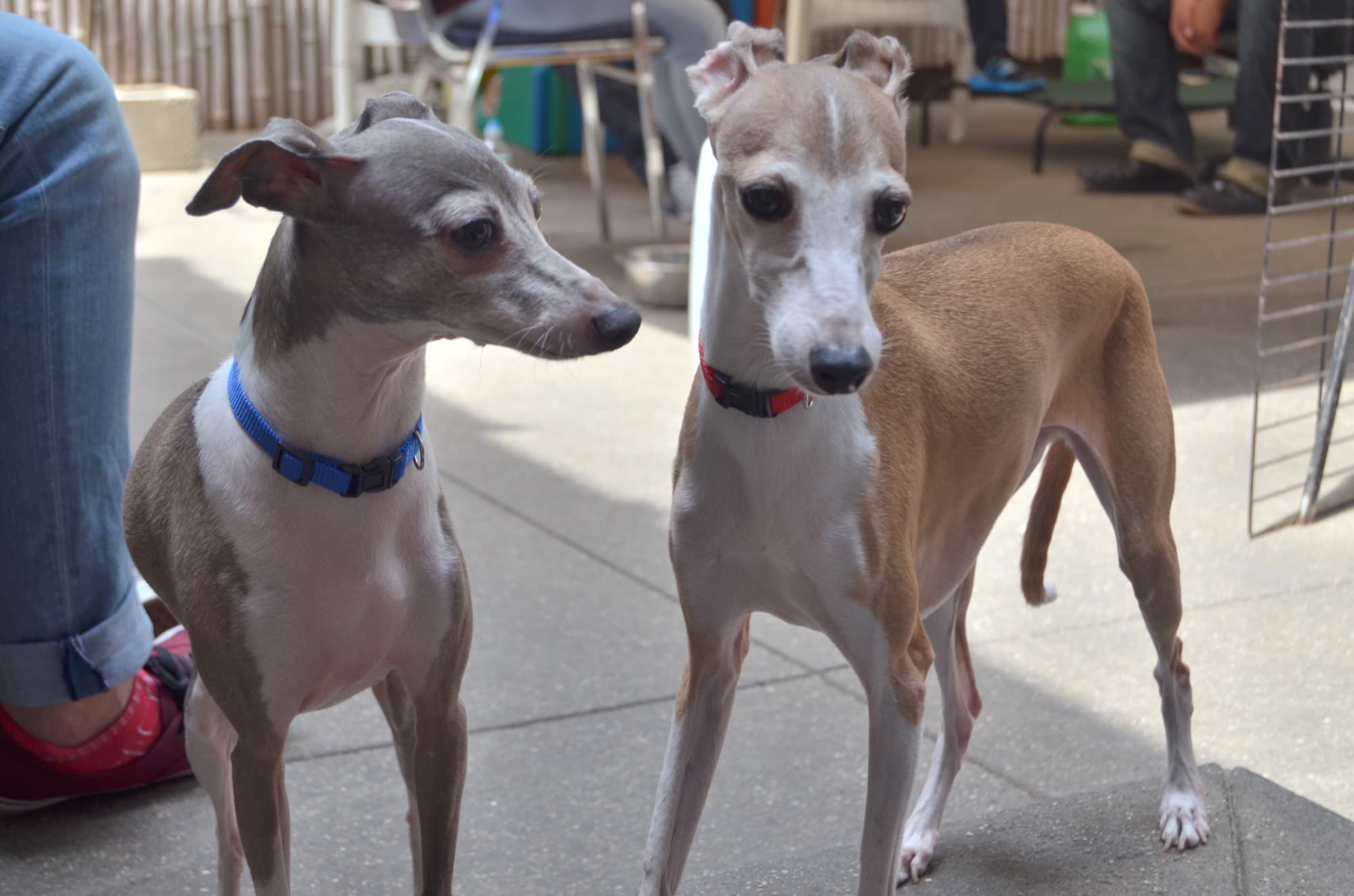 Happy dogs at Paws in Paradise daycare in Park Slope, Brooklyn